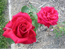 ���� ��������