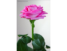 ���� ����