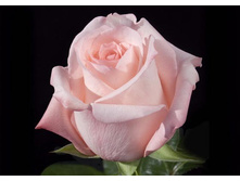 ���� ����������