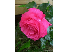 ���� ������