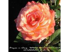 ������� ������