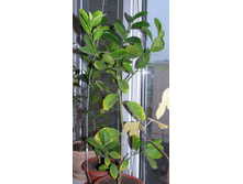 �������������� �����, �������� 4 ����.