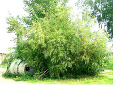 ������ :)