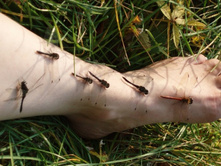 ���� �������