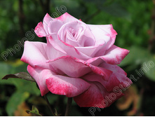 ���� �������