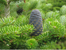 ��� ������.jpg