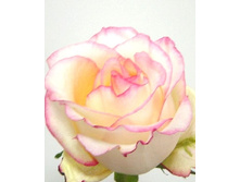 ����� ����