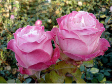 ����� ����