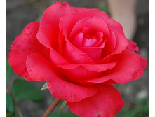 ���� ���� �����