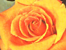 ������� ����