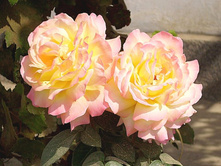 ������ ���