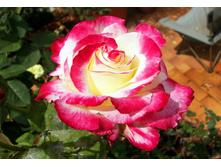 ������� ������������ ��� ���� ������