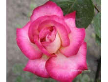 ���� ��� �����