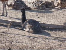 ����� ���������� ����