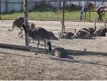 ������� ���