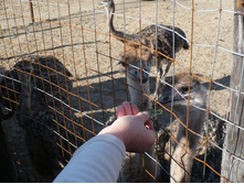 ��������� �������� � ���