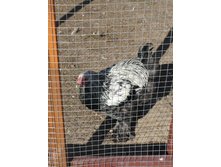 �������� �����