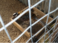 ����������� �����