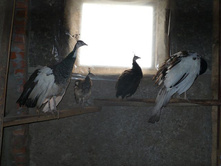 �������