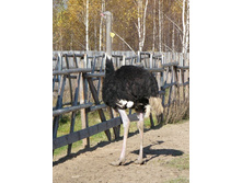 ����� �������