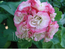 ������������ Apple Blossom Rosebud