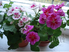 PAC Flower Fairy White Splash � PAC Flower Fairy Violet