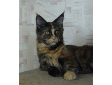 6 �������.