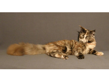 6 �������.