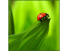 ����� �������