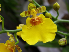 �������� sweet sugar