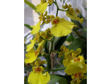 �������� sweet sugar