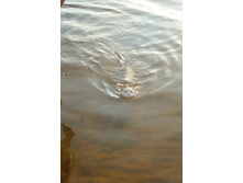 ���� �������.JPG