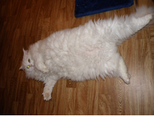 ����� ���������