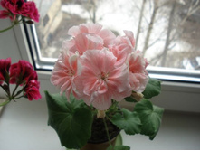 Marbaska Rose.JPG