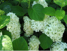 ��������� �����������