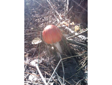 IMG1015A.jpg