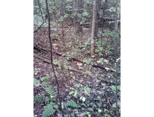 IMG1031A.jpg