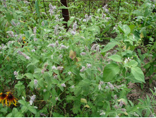 ���� 25-30 ���.