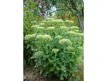 ������ 50 ���.