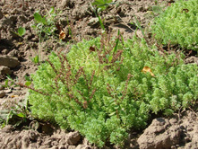 ����� (������ �������������� ������) 30-50 ���. � ����������� �� �������