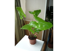 ��������� �������������