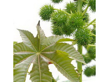 ���������� ����� 100�� - 48 ���.