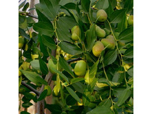 ����� ������ Gold (���������.) 100�� - 226 ���.