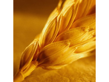 ����� ��������� ������� 100�� - 118 ���.