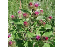 �������� ����� 100�� - 38 ���.