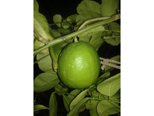 ����� ���������