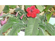 �������� ������ ����