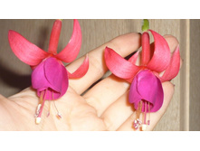 ������ ����