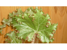 ������� �����