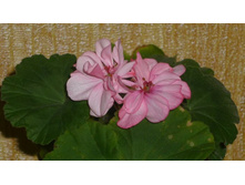 ���������� ��� ��������